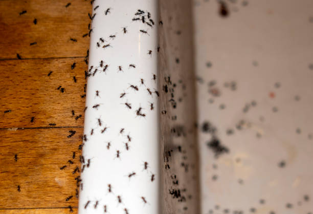 Wasp Removal Services in Boulder Creek, CA