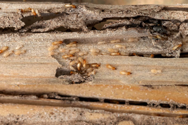 Best Best Pest Control Companies  in Boulder Creek, CA